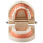 Демонстрационная модель Revyline TM-050  "Зубы" малая