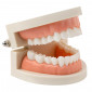 Демонстрационная модель Revyline TM-050  "Зубы" малая