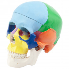 Модель черепа человека Revyline TM-089 в Краснодаре