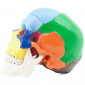 Модель черепа человека Revyline TM-089