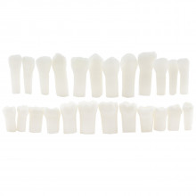 Комплект зубов для детской фантомной модели Revyline, для препарирования в Краснодаре